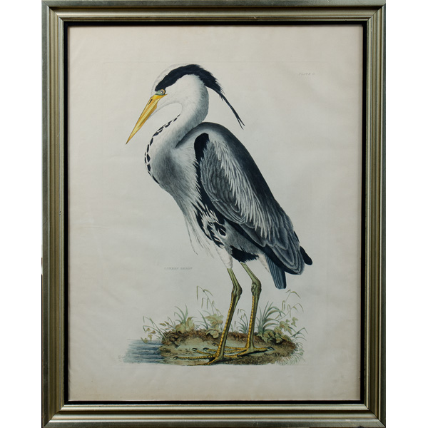 Common Heron by John Prideaux Selby