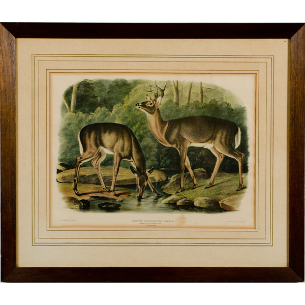 Audubon Print Cervus Virginianus