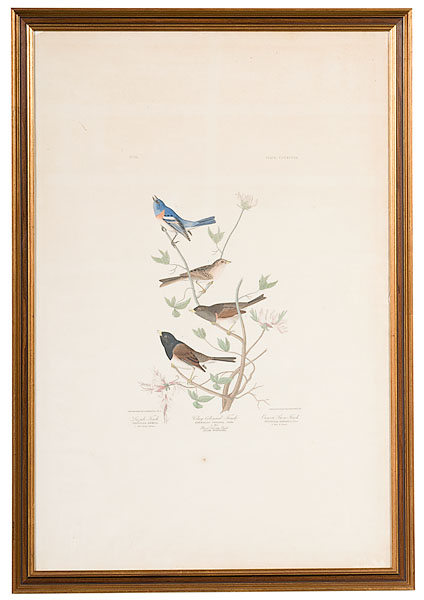 John James Audubon Finch Engraving Havell