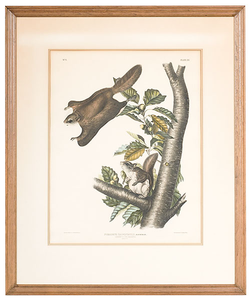 Audubon Print Pteromys Origenensis