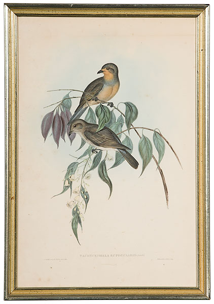 Gould Prints Pachycephala Rufogularis 15f878
