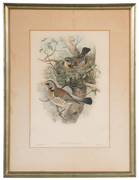 Gould Prints Turdus Pilaris and