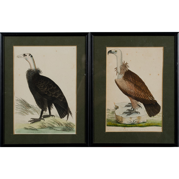 18th Century Ornithological Hand Colored 160d0c