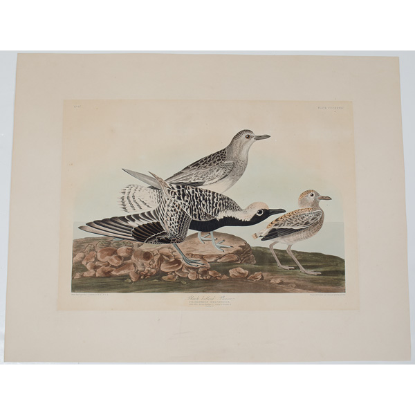 Engraving by John James Audubon