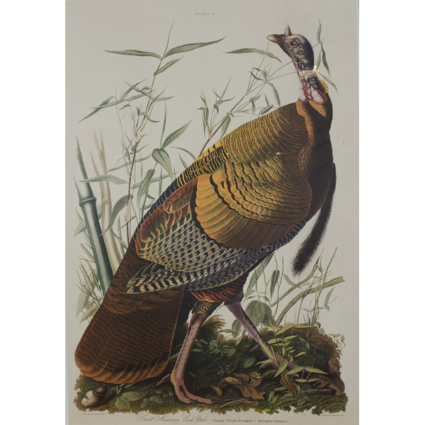 Audubon Print After the Lizars 160dd1