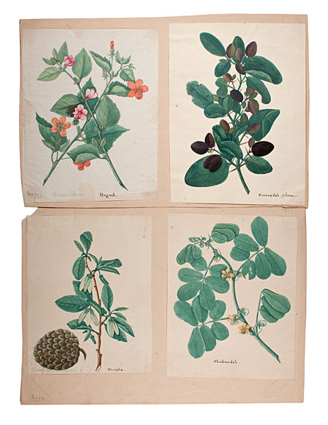 Fine Collection of Cantonese Botanical 160e61