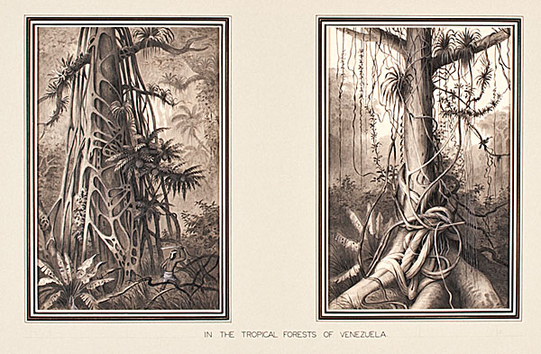 Rudolf Cronau In the Tropical Forests 1610ef