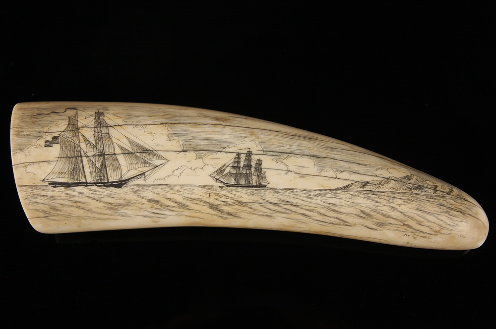 SCRIMSHAWN WALRUS TUSK Walrus 16185f