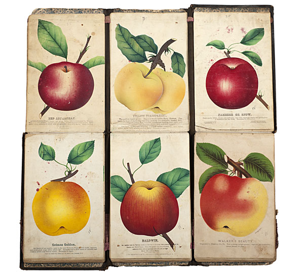 Salesman's Book of Fruit and Flower