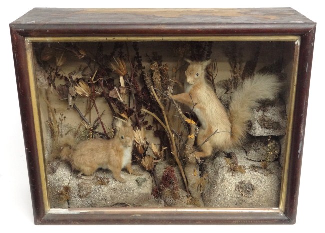 19th c. squirrel diorama. 24''