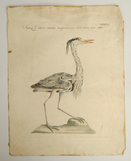 18th c hand colored bird study 1630dd