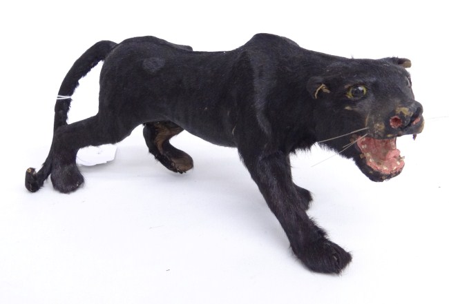 Vintage panther model. 13 Length.