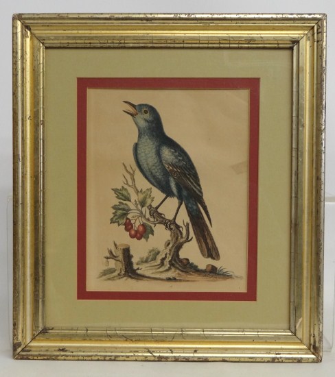 19th c. gilt frame with bird print.