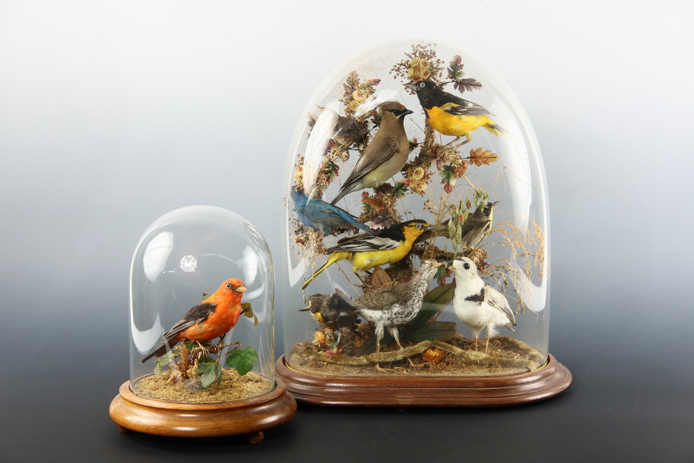  2 ORNITHOLOGICAL DISPLAYS Victorian 162d22