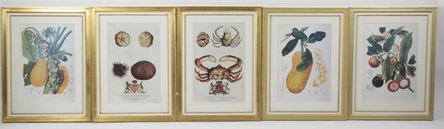 A set of five botanical prints after