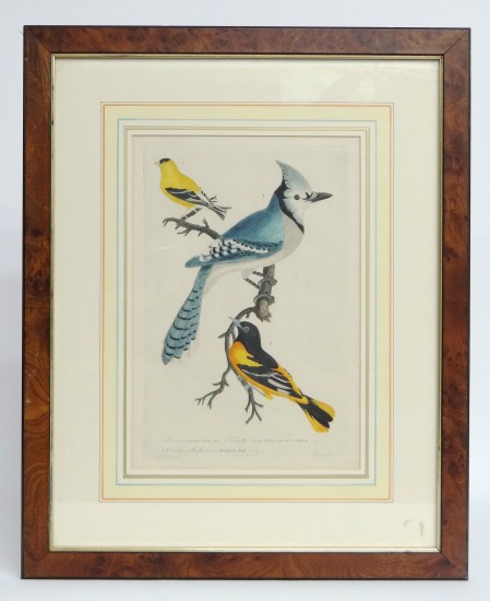 19th c bird study print 14 1 2  165d57