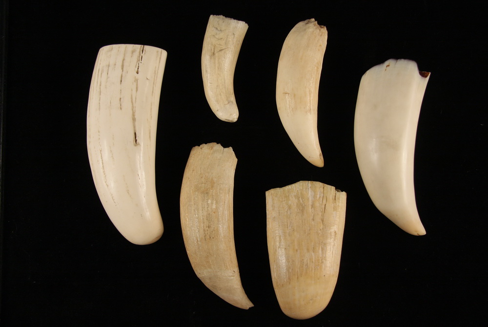 (6) WHALES TEETH - Six Uncarved