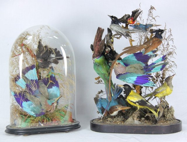 Two ornithological displays under glass