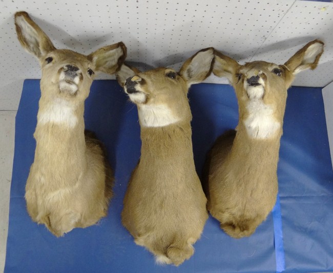 Lot 3 mounted deer heads.