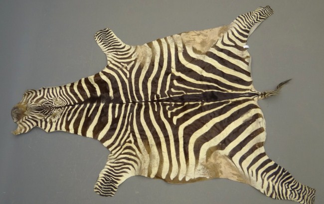 Zebra rug  168094