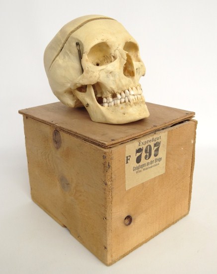 Authentic human hinged jaw medical skull