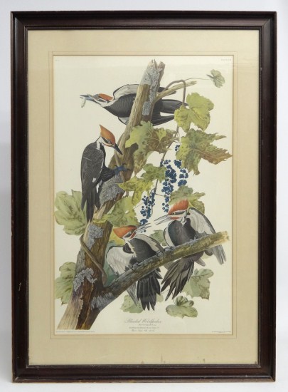 20th c. Audubon print ''Pileated