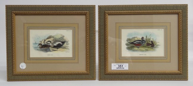 Pair duck prints ''Rider Duck''