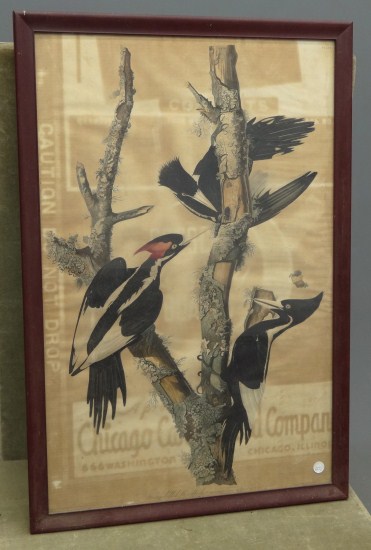 Early Audubon bird study print
