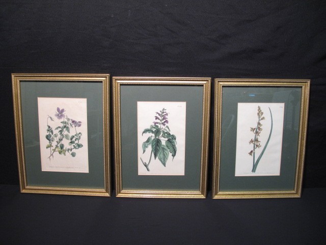 Three framed botanical floral prints  16b99e