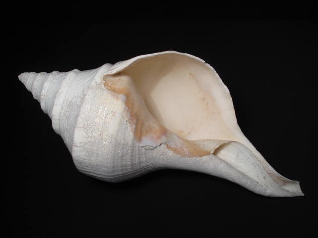 Large natural horse conch shell.