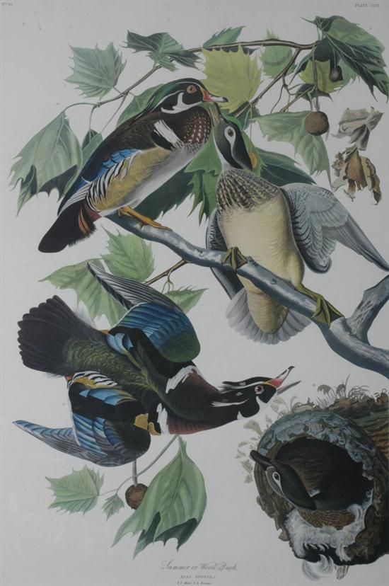 AFTER JOHN JAMES AUDUBON American 16d584