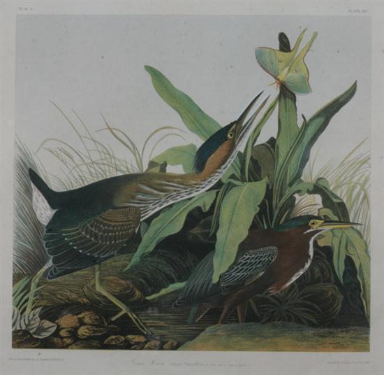 AFTER JOHN JAMES AUDUBON (American