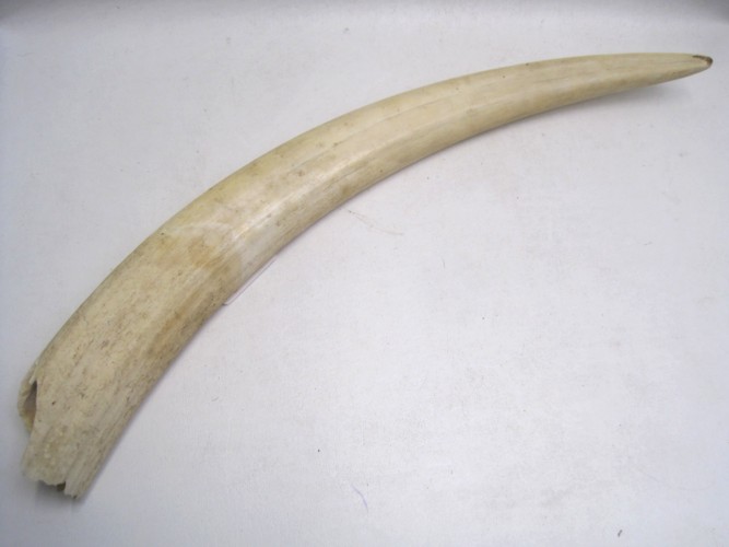 AN ELEPHANT IVORY TUSK weathered with