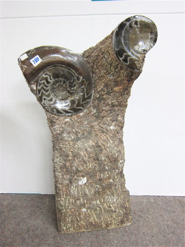 JURASSIC AMMONITE FOSSILS on two