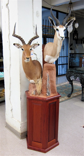 TWO AFRICAN ANTELOPE trophy head