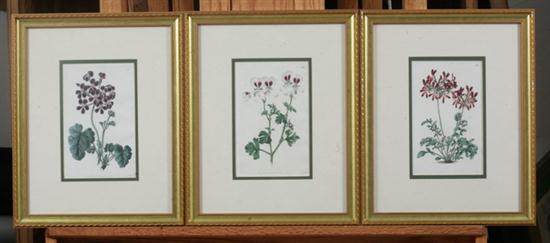 THREE HAND-COLORED ENGRAVINGS FROM