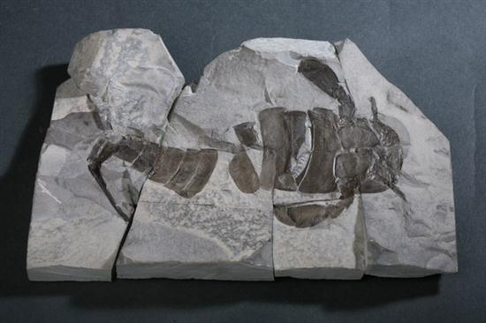 SEA SCORPION FOSSIL Eurypterus