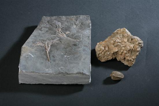 THREE CRINOID FOSSILS. Ordovician Period.