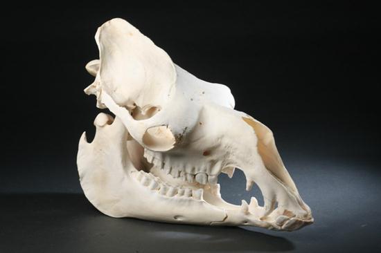 DROMEDARY CAMEL SKULL India  16e1e6