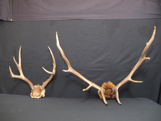 Two pairs of natural antlers. One