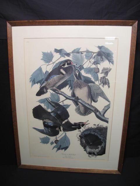 Later 20th century reproduction Audubon