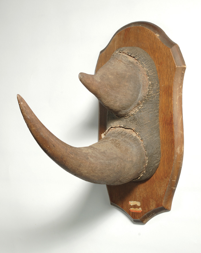 PRE-BAN BLACK RHINOCEROS HORN SET