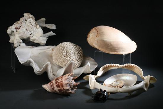 COLLECTION 14 SHELLS AND MARINE SPECIMENS.