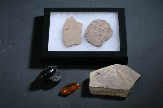 COLLECTION OF FIVE INSECT FOSSILS.