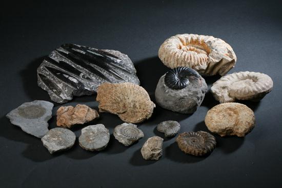 COLLECTION FOSSILS. Including twelve