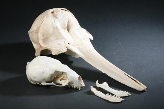 TWO MARINE MAMMAL SKULLS Comprising 170398