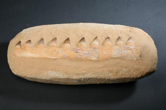 MOSASAUR PARTIAL JAW BONE FOSSIL