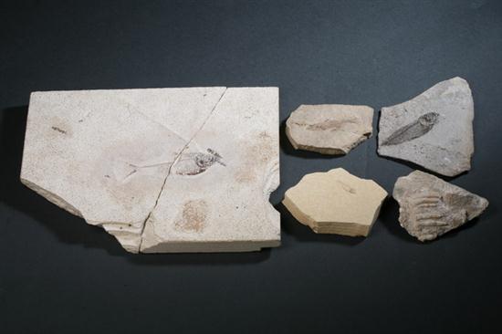 COLLECTION OF FIVE FISH FOSSILS.