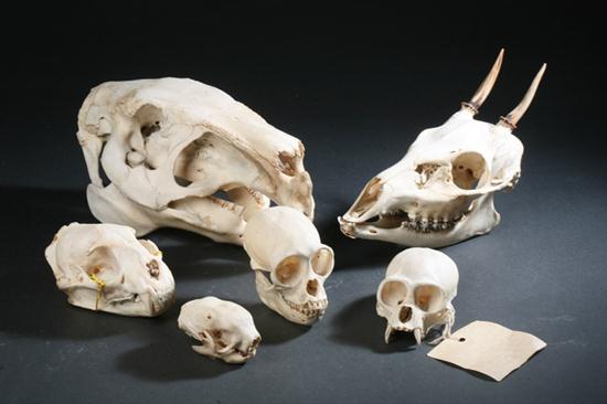 COLLECTION SIX ECUADORIAN MAMMAL SKULLS.