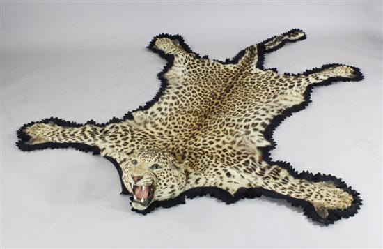 A taxidermic leopard skin with